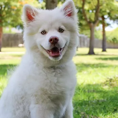 Veterinário realizando consulta clínica em pet