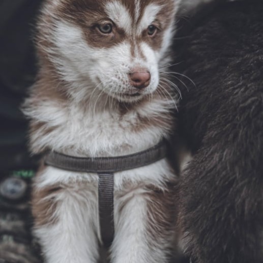 Aplicação de tratamento veterinário em pet